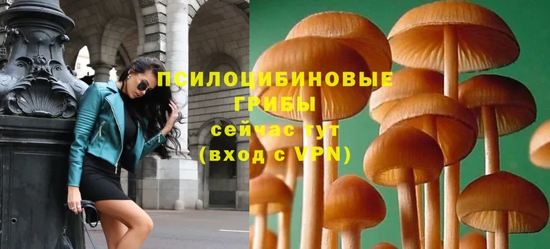 Псилоцибиновые грибы MAGIC MUSHROOMS  кракен сайт  Дигора 